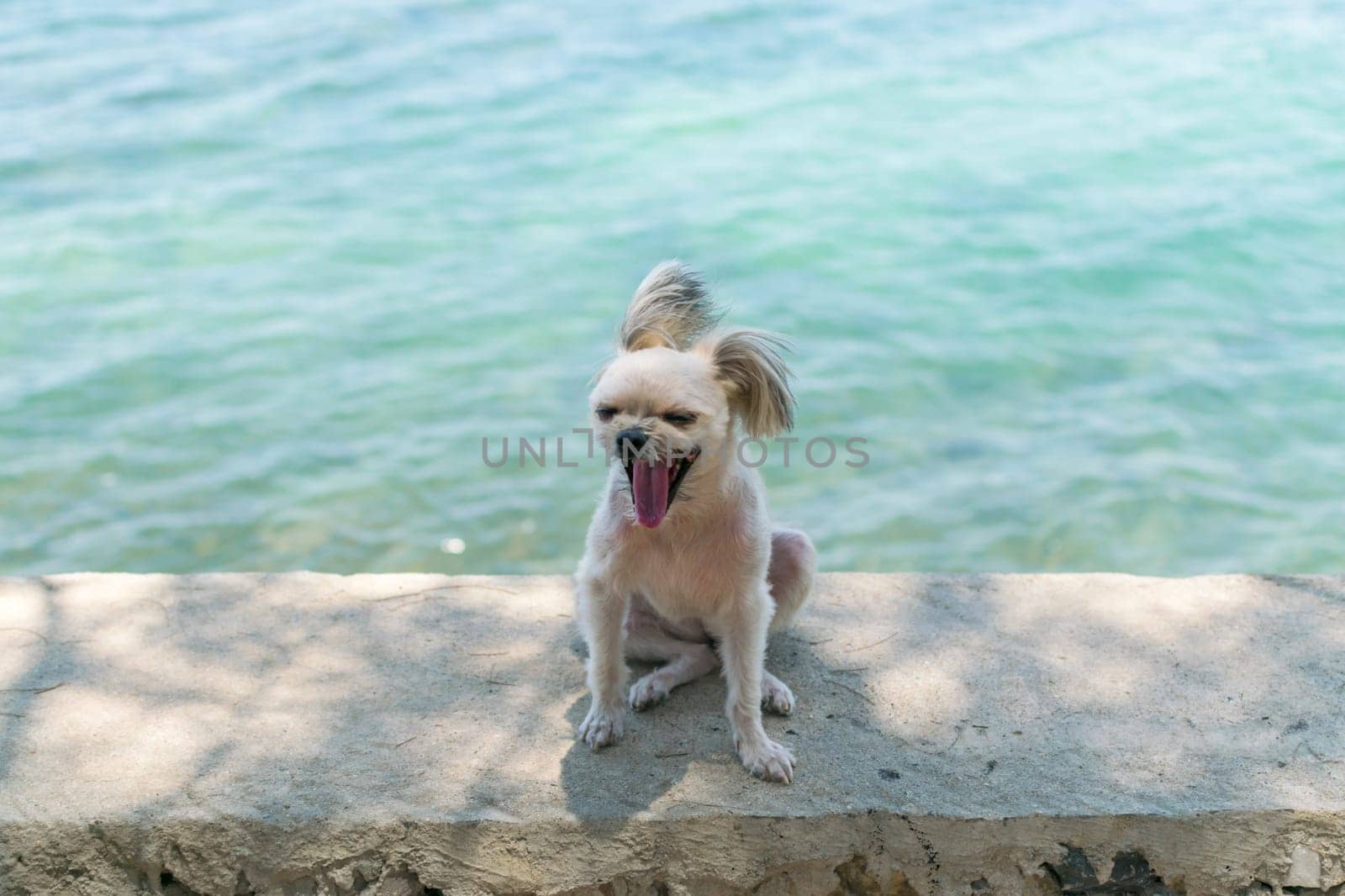 Dog so cute beige color mixed breed with Shih-Tzu, Pomeranian and Poodle on the rocky beach with happy fun when travel at place with nature beach and tropical sea with blue sky and have rock on beach