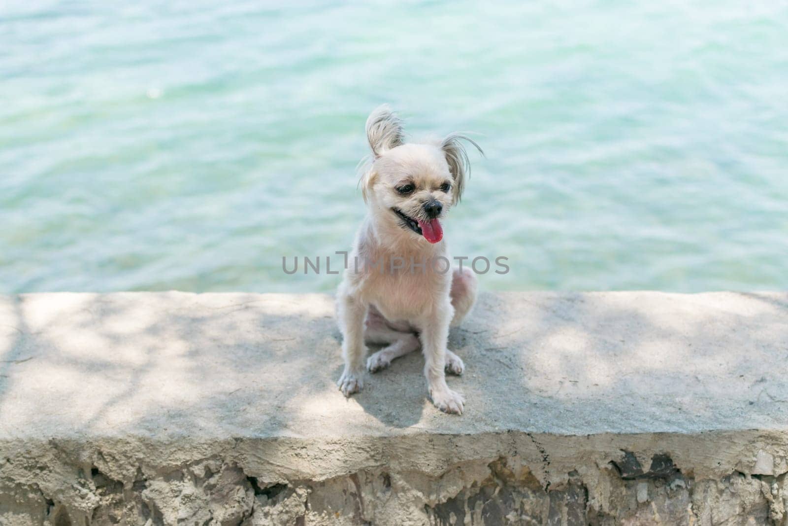 Dog so cute beige color mixed breed with Shih-Tzu, Pomeranian and Poodle on the rocky beach with happy fun when travel at place with nature beach and tropical sea with blue sky and have rock on beach