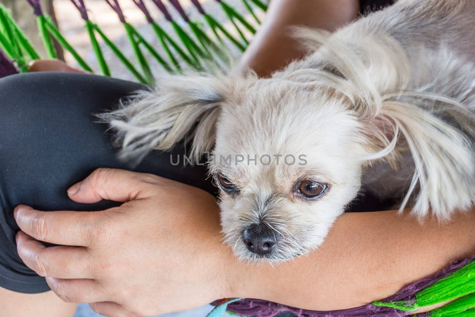 Dog so cute mixed breed with Shih-Tzu, Pomeranian and Poodle looking at something with interest on pet dog bed when vacation travel