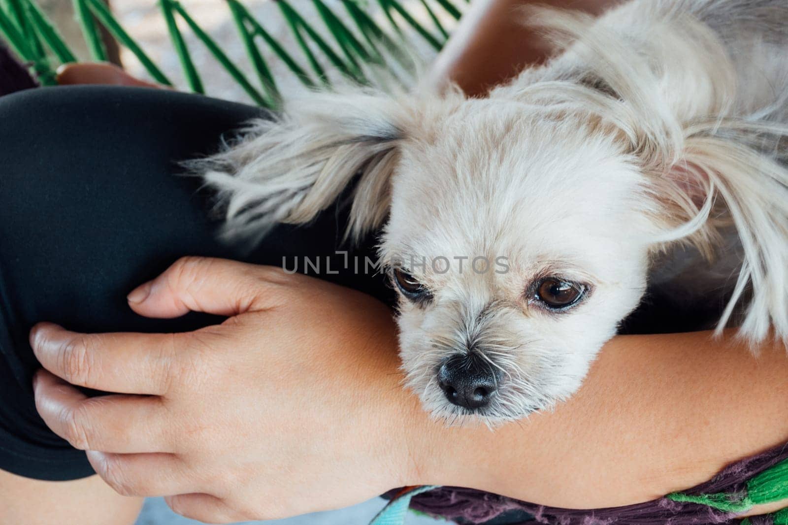 Dog so cute mixed breed with Shih-Tzu, Pomeranian and Poodle looking at something with interest on pet dog bed when vacation travel