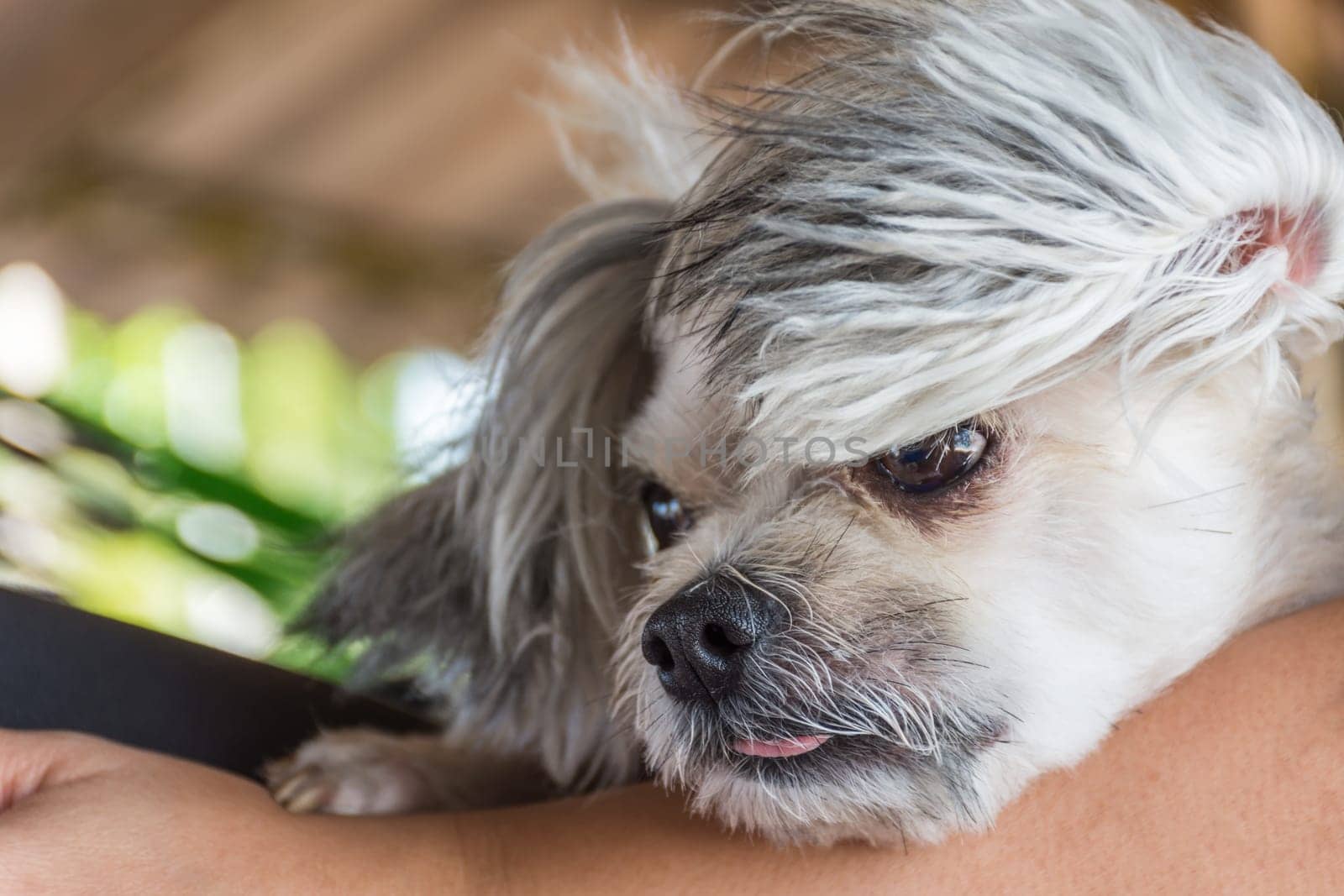 Dog so cute mixed breed with Shih-Tzu, Pomeranian and Poodle looking at something with interest on pet dog bed when vacation travel