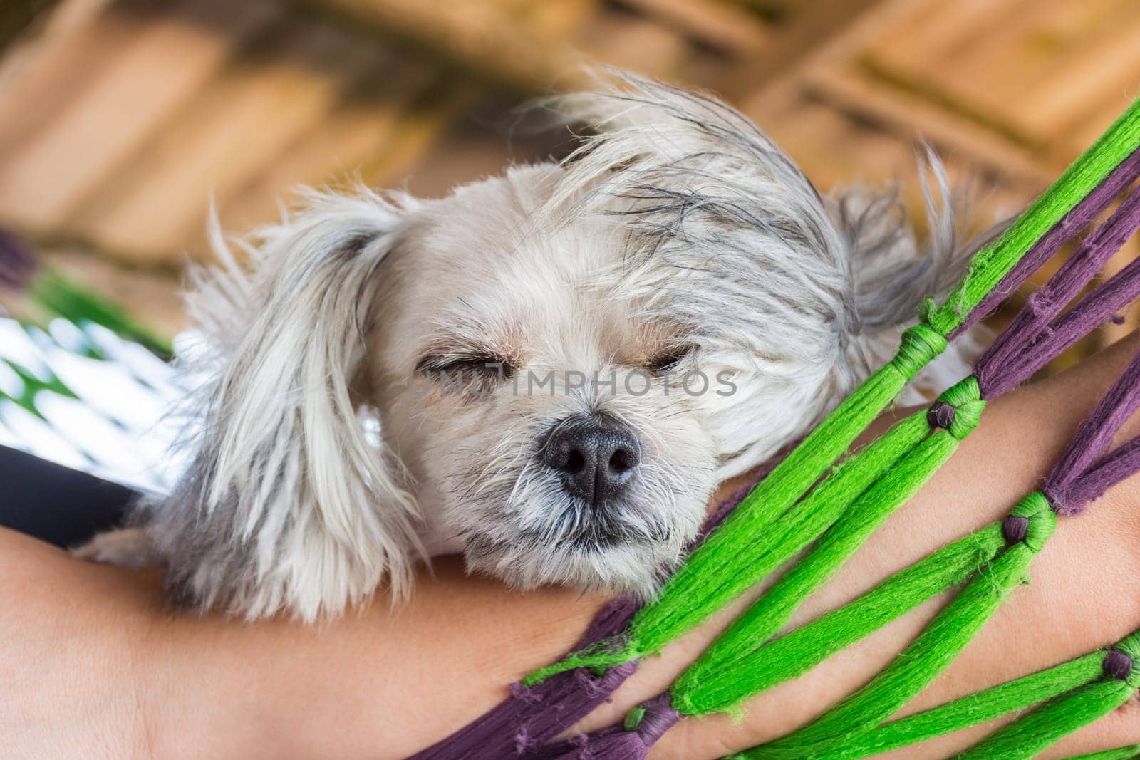 Dog so cute mixed breed with Shih-Tzu, Pomeranian and Poodle looking at something with interest on pet dog bed when vacation travel
