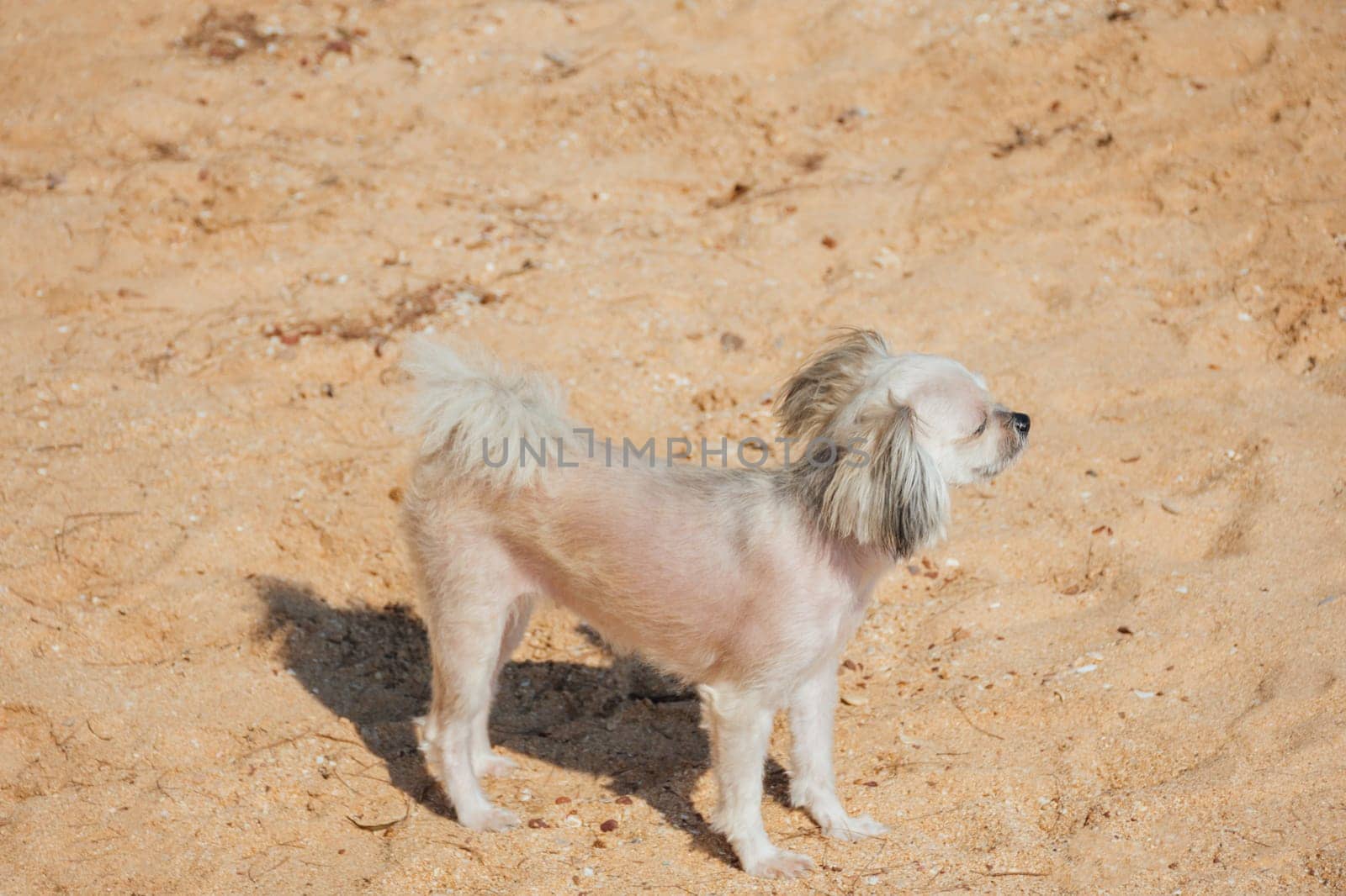 Dog so cute beige color mixed breed with Shih-Tzu, Pomeranian and Poodle running on beach with happy fun when vacation travel at sea with beach
