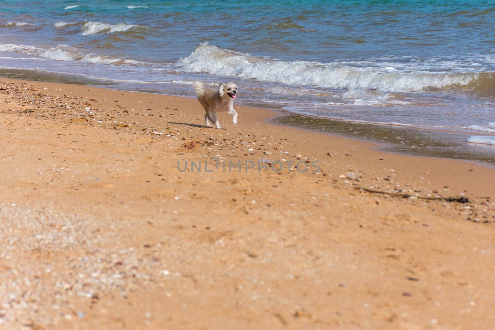 Dog so cute beige color mixed breed with Shih-Tzu, Pomeranian and Poodle running on beach with happy fun when vacation travel at sea with beach
