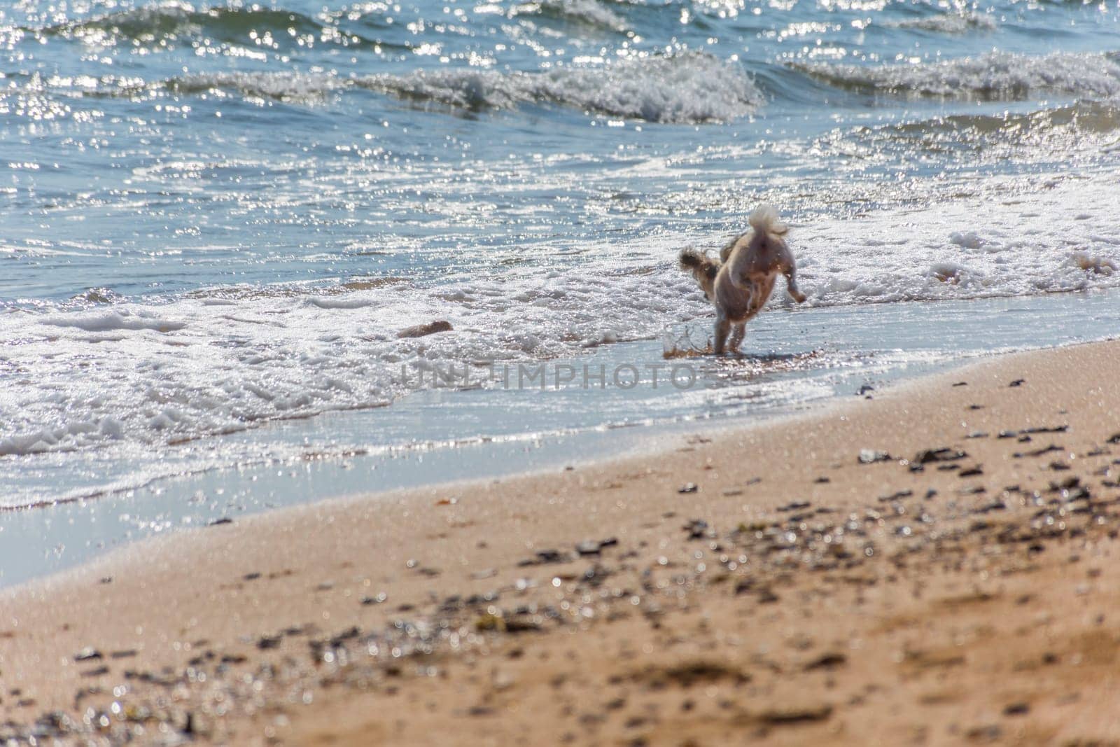 Dog so cute beige color mixed breed with Shih-Tzu, Pomeranian and Poodle running on beach with happy fun when vacation travel at sea with beach