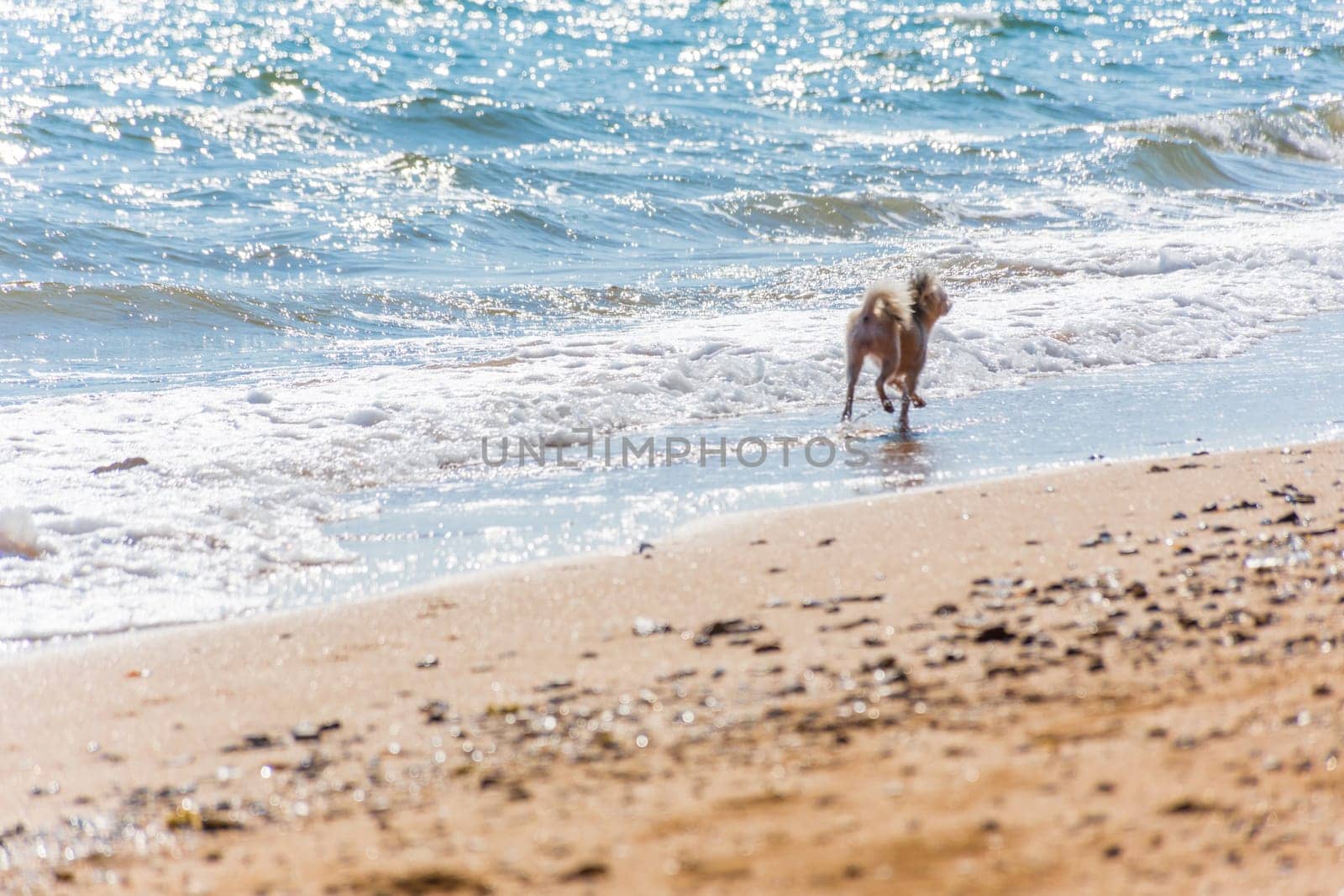 Dog so cute beige color mixed breed with Shih-Tzu, Pomeranian and Poodle running on beach with happy fun when vacation travel at sea with beach