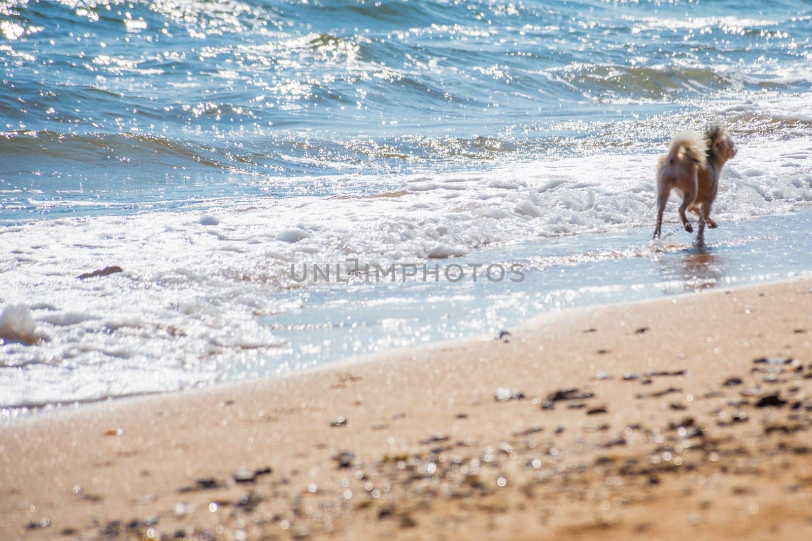Dog so cute beige color mixed breed with Shih-Tzu, Pomeranian and Poodle running on beach with happy fun when vacation travel at sea with beach