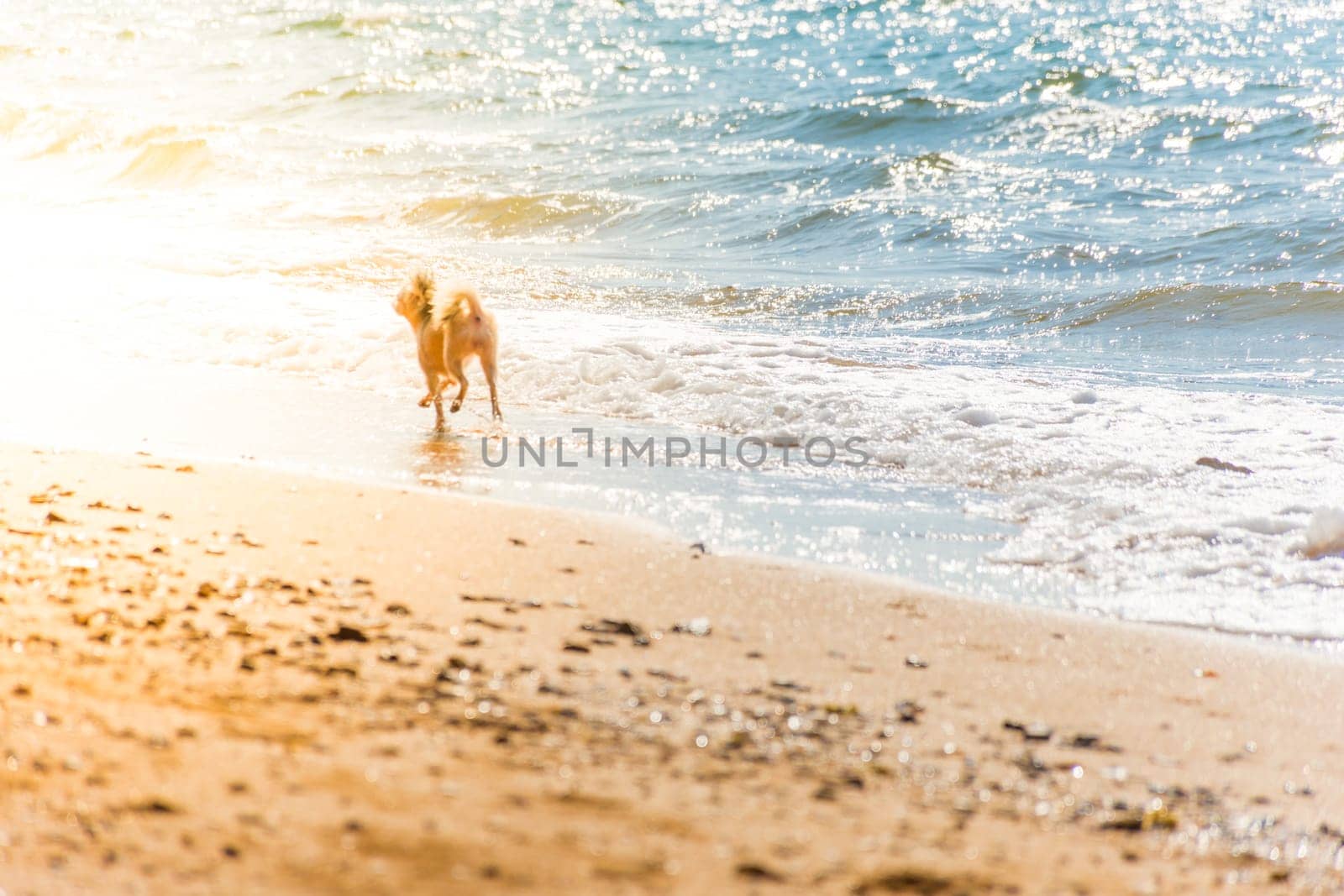 Dog so cute beige color mixed breed with Shih-Tzu, Pomeranian and Poodle running on beach with happy fun when vacation travel at sea with beach