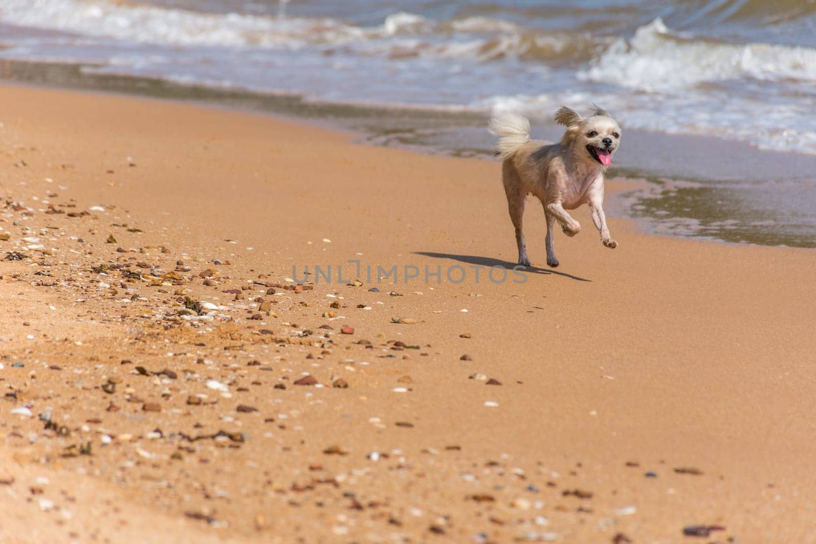 Dog so cute beige color mixed breed with Shih-Tzu, Pomeranian and Poodle running on beach with happy fun when vacation travel at sea with beach