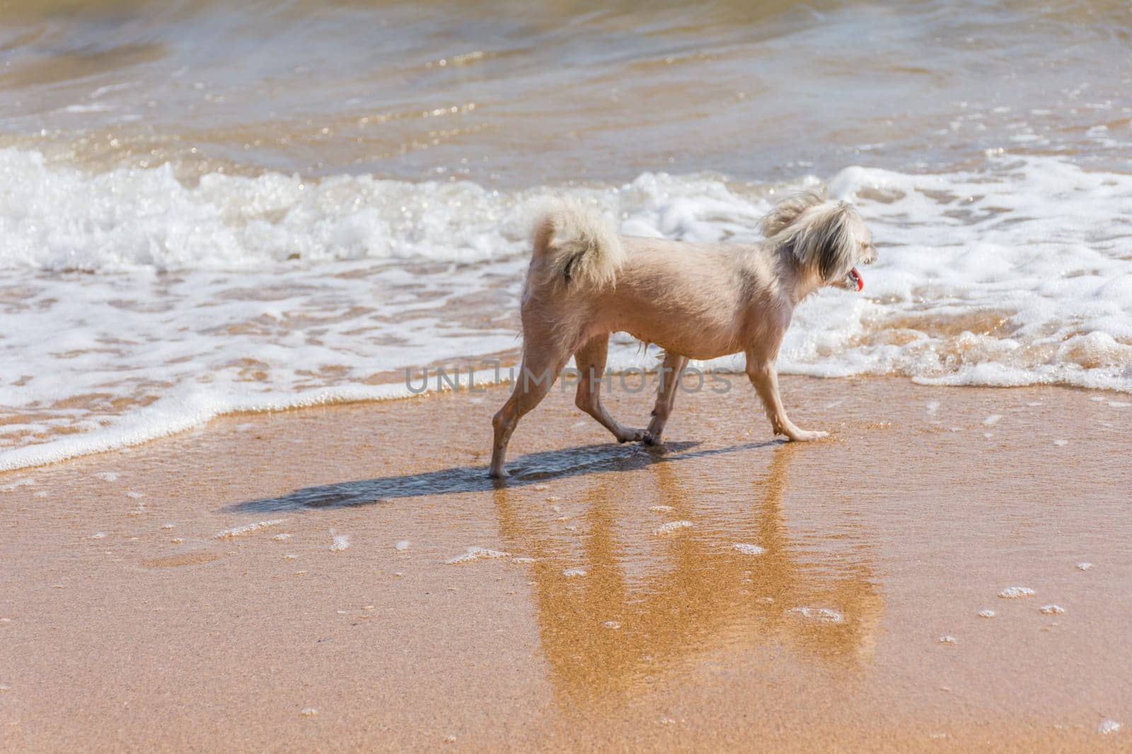 Dog so cute beige color mixed breed with Shih-Tzu, Pomeranian and Poodle running on beach with happy fun when vacation travel at sea with beach