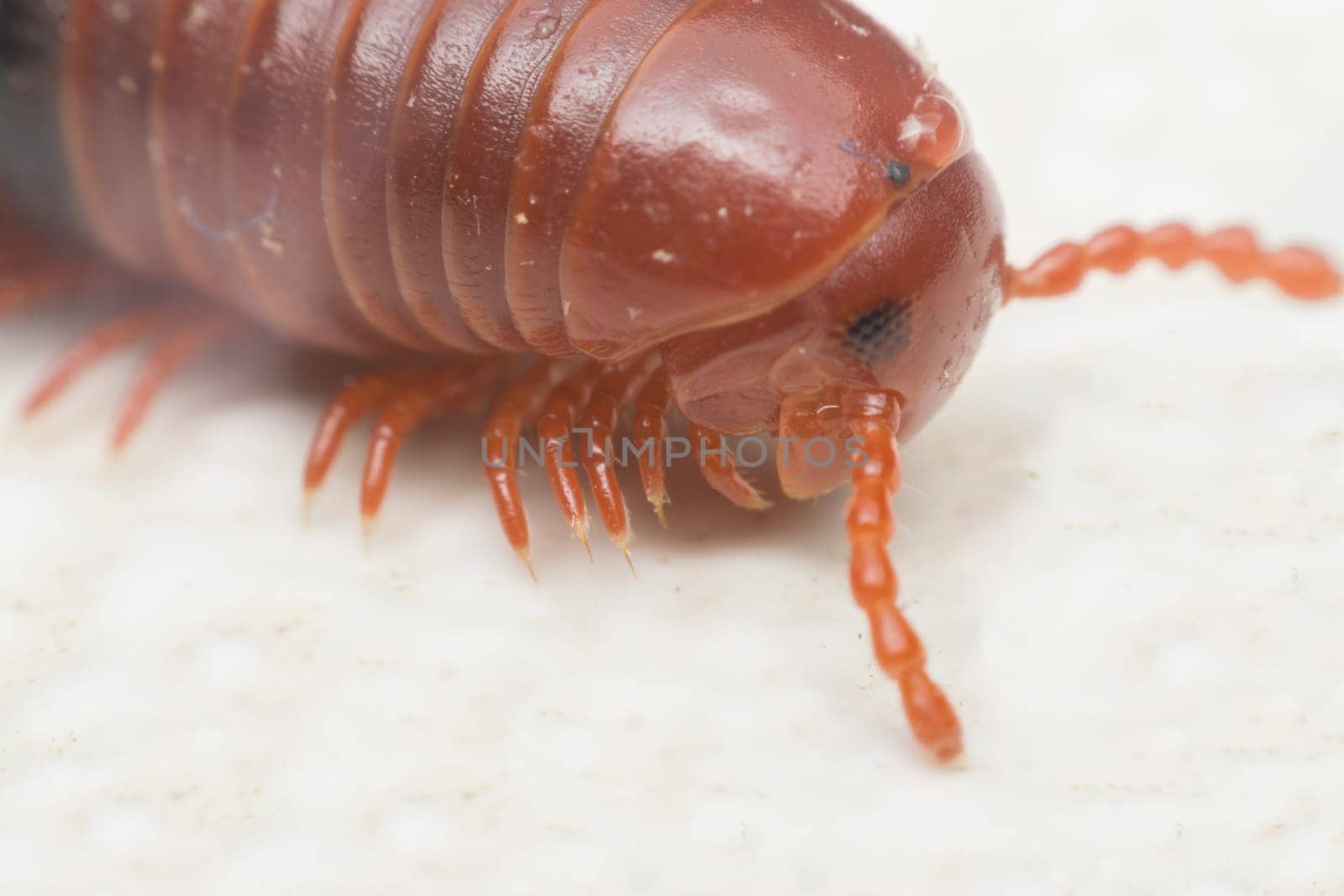 Macro of millipede insect close up rolling in nature