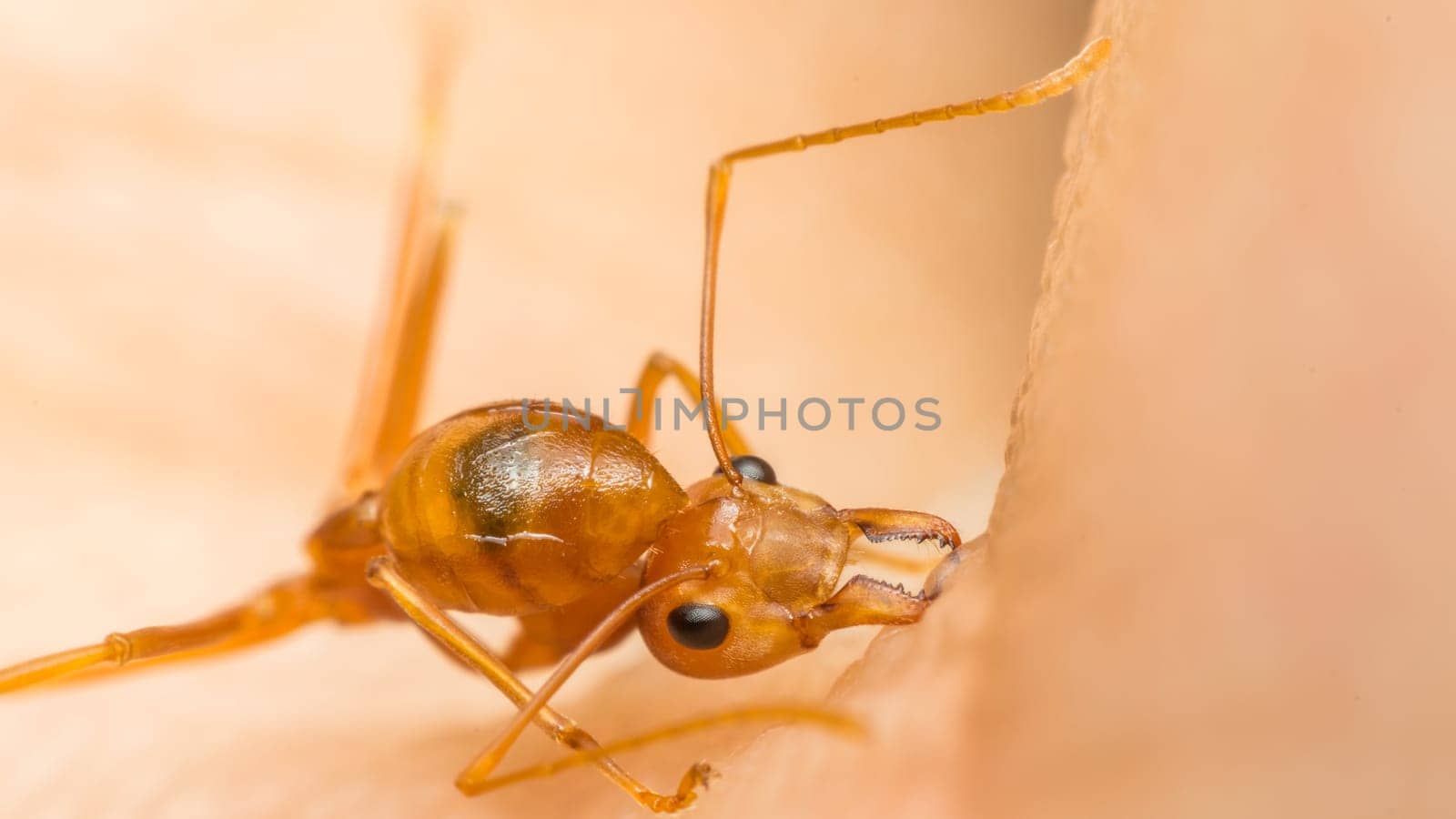 Macro of ant (Red Ant or Green Tree Ant) biting on the human skin for self-defense or self-protection from human