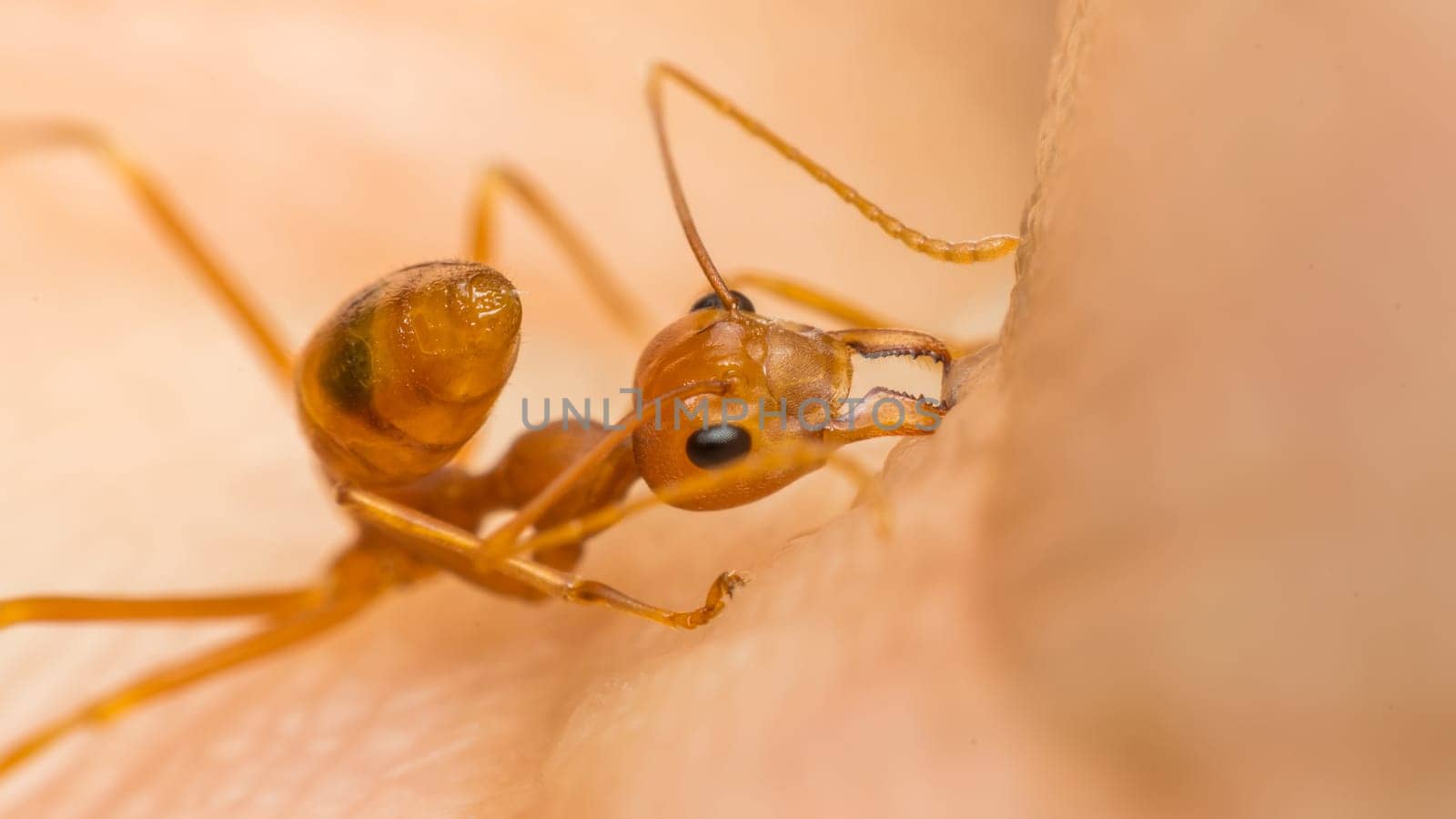 Macro of ant (Red Ant or Green Tree Ant) biting on the human skin for self-defense or self-protection from human