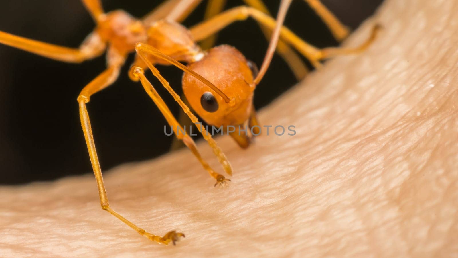 Macro of ant (Red Ant or Green Tree Ant) biting on the human skin for self-defense or self-protection from human