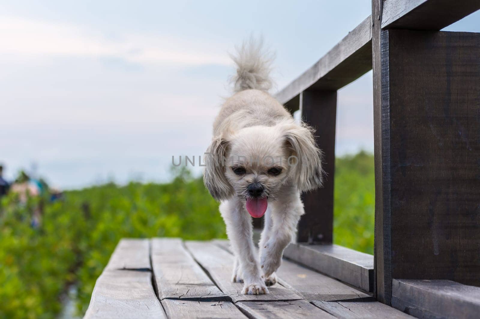 Dog so cute beige color mixed breed with Shih-Tzu, Pomeranian and Poodle with happy fun when vacation travel at wooden bridge is a nalure travel point