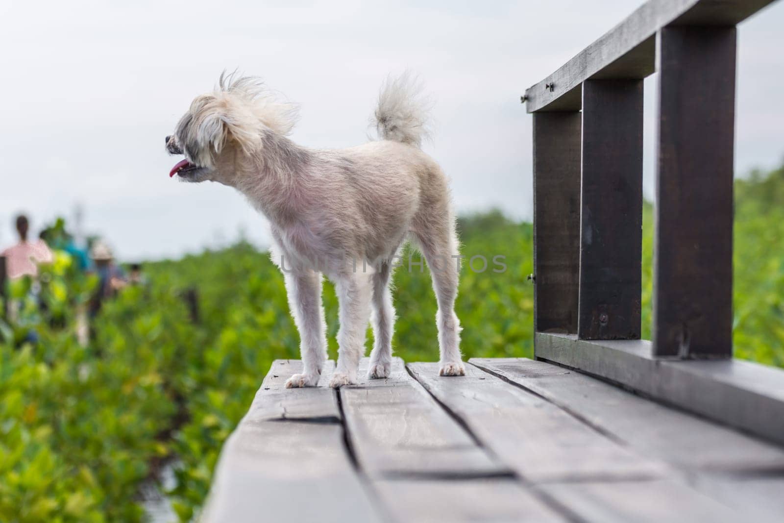 Dog so cute beige color mixed breed with Shih-Tzu, Pomeranian and Poodle with happy fun when vacation travel at wooden bridge is a nalure travel point