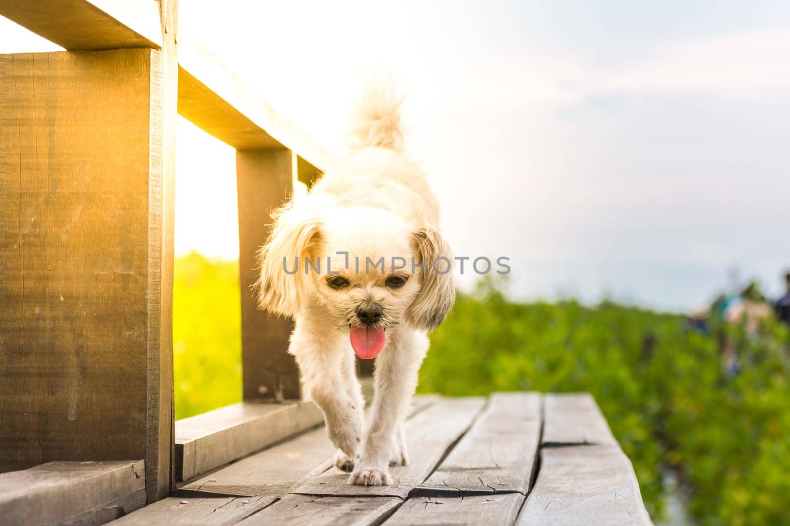 Dog so cute beige color mixed breed with Shih-Tzu, Pomeranian and Poodle with happy fun when vacation travel at wooden bridge is a nalure travel point