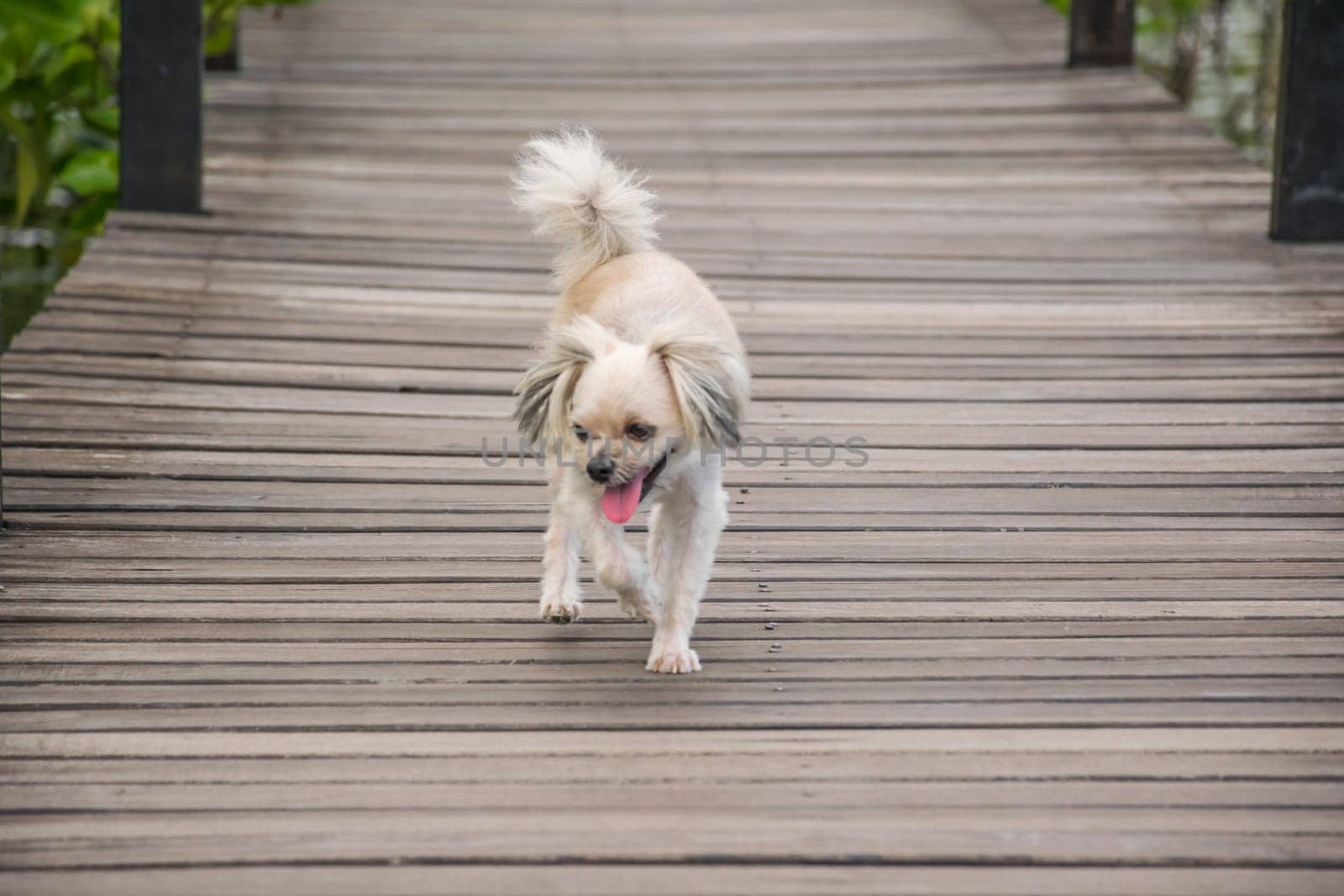 Dog so cute beige color mixed breed with Shih-Tzu, Pomeranian and Poodle with happy fun when vacation travel at wooden bridge is a nalure travel point