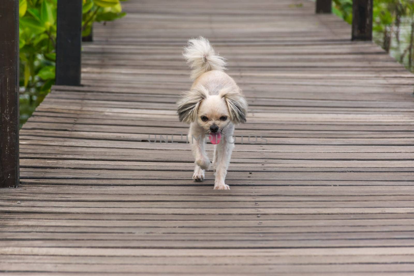 Dog so cute beige color mixed breed with Shih-Tzu, Pomeranian and Poodle with happy fun when vacation travel at wooden bridge is a nalure travel point