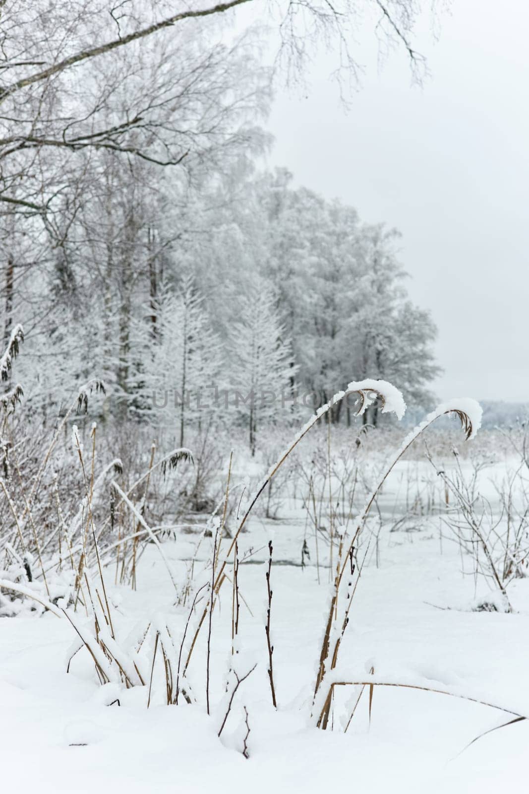 The heavy snowfall in a wild park, winter fairy tale in the forest, snow-covered tree branches, large flakes of snow are slowly falling, nobody, snow storm, blizzard. High quality photo