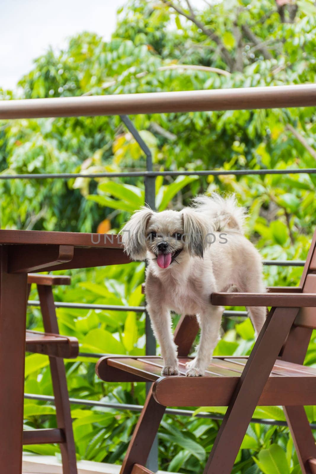 Dog so cute mixed breed with Shih-Tzu, Pomeranian and Poodle sitting on chair and looking at something with interest in cafe coffee shop or bakery ice-cream restaurant