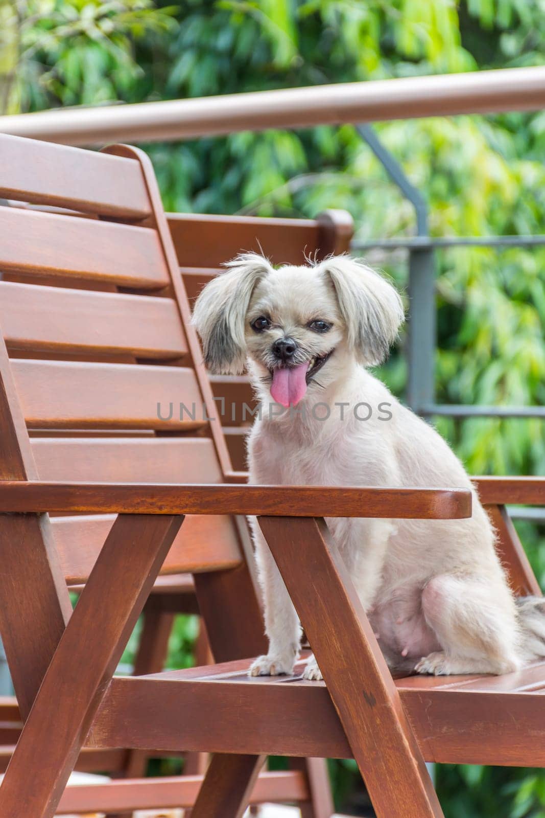 Dog so cute mixed breed with Shih-Tzu, Pomeranian and Poodle sitting on chair and looking at something with interest in cafe coffee shop or bakery ice-cream restaurant