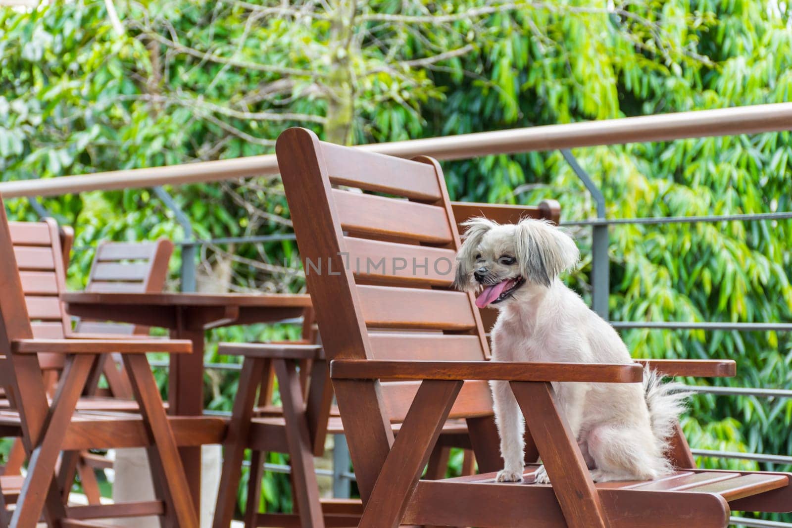 Dog so cute mixed breed with Shih-Tzu, Pomeranian and Poodle sitting on chair and looking at something with interest in cafe coffee shop or bakery ice-cream restaurant