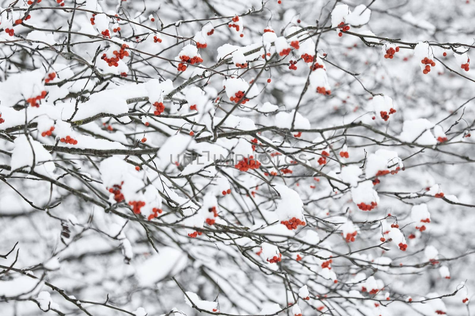 Red rowan berries on snow-covered branches, The heavy snowfall in a wild park, winter fairy tale in the forest, snow-covered tree branches, nobody, snow storm, blizzard. High quality photo