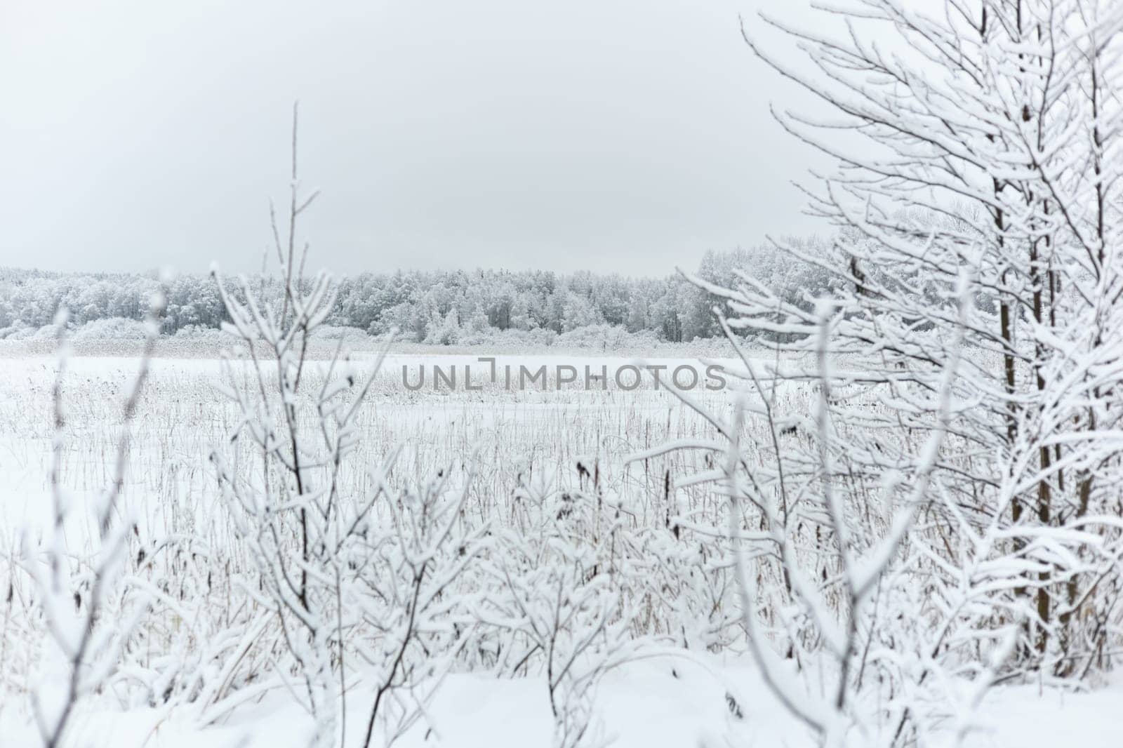 The heavy snowfall in a wild park, winter fairy tale in the forest, snow-covered tree branches, large flakes of snow are slowly falling, nobody, snow storm, blizzard. High quality photo