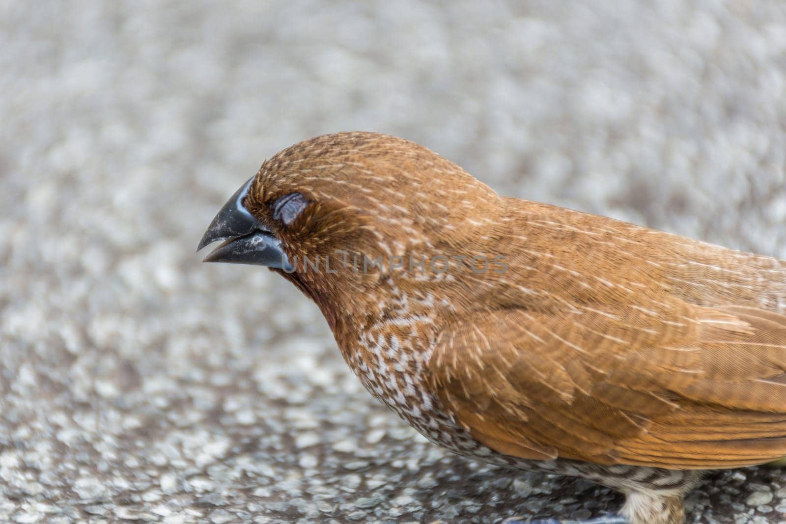 Bird (Scaly-breasted Munia or Lonchura punctulata) white and brown color perched on a tree in a nature wild