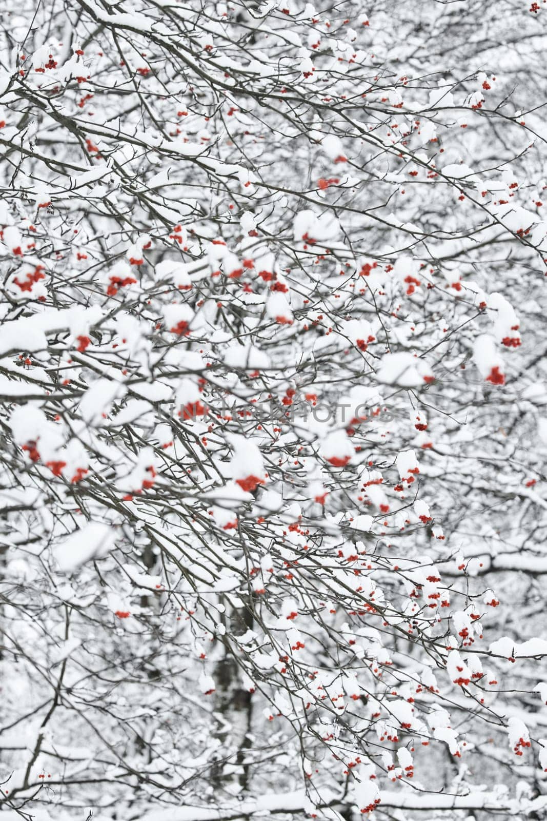 Red rowan berries on snow-covered branches, The heavy snowfall in a wild park, winter fairy tale in the forest, snow-covered tree branches, nobody, snow storm, blizzard. High quality photo