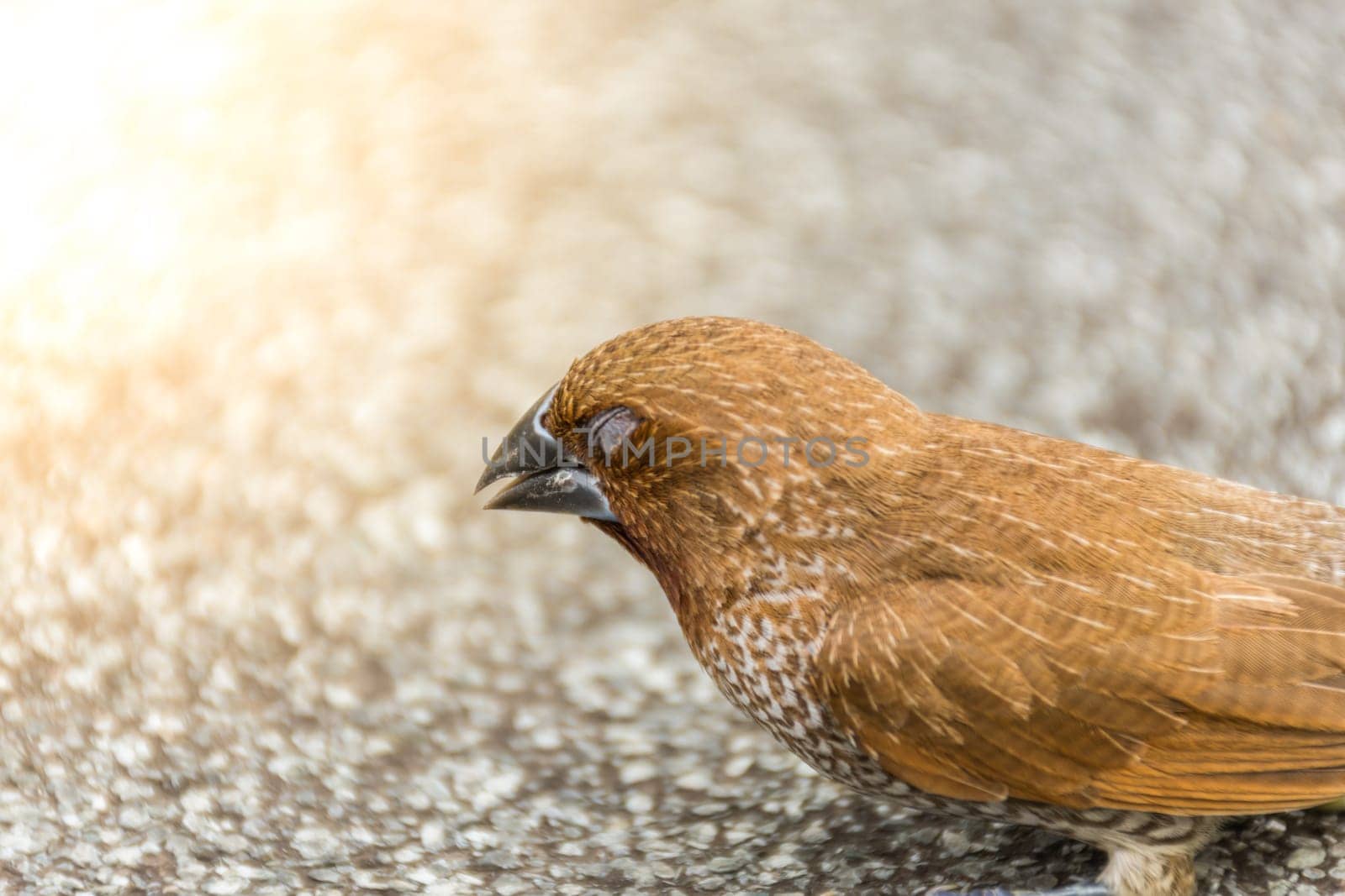 Bird (Scaly-breasted Munia or Lonchura punctulata) white and brown color perched on a tree in a nature wild