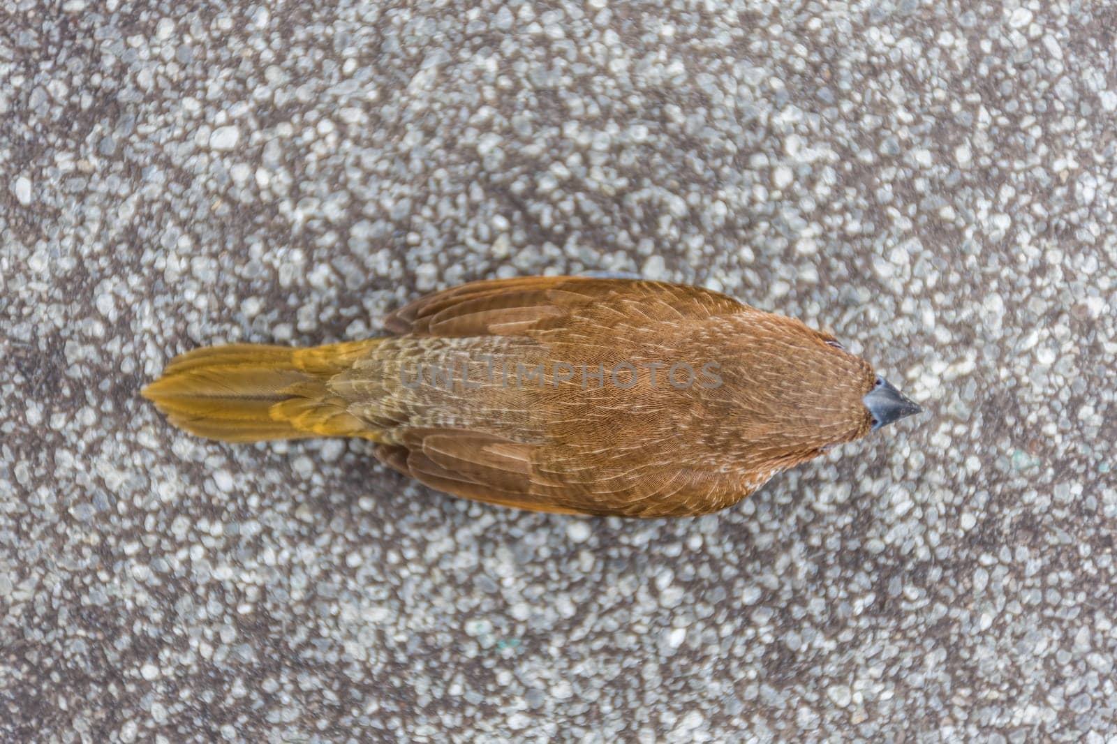 Bird (Scaly-breasted Munia or Lonchura punctulata) white and brown color perched on a tree in a nature wild