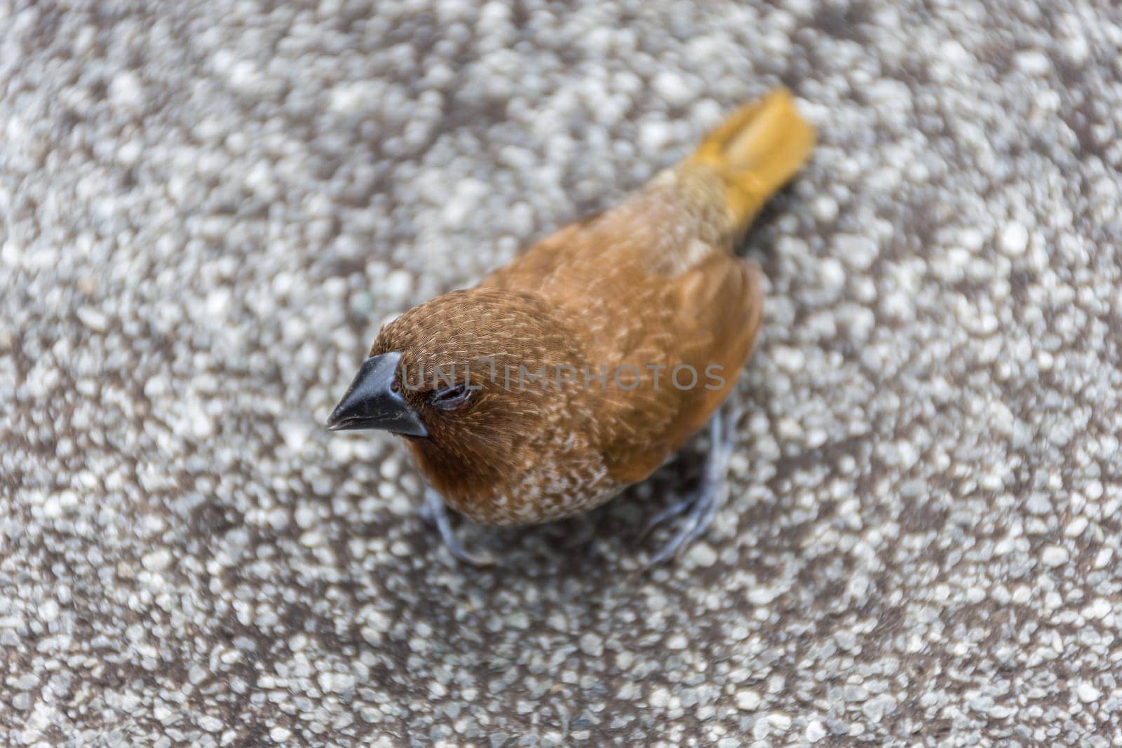 Bird (Scaly-breasted Munia or Lonchura punctulata) white and brown color perched on a tree in a nature wild