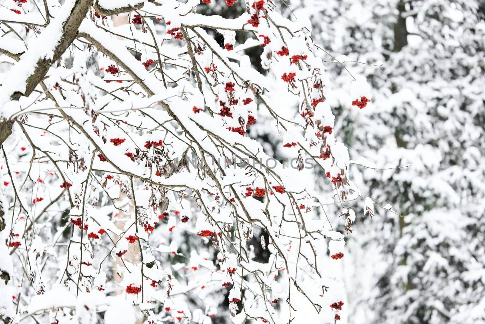 Red rowan berries on snow-covered branches, The heavy snowfall in a wild park, winter fairy tale in the forest, snow-covered tree branches, nobody, snow storm, blizzard. High quality photo