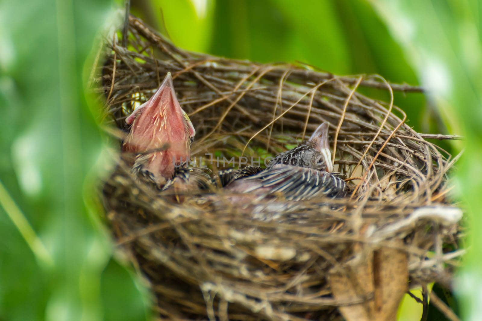 Bird (Streak-eared bulbul, Pycnonotus blanfordi) brown color perched in bird nest with baby bird on a tree in a nature wild