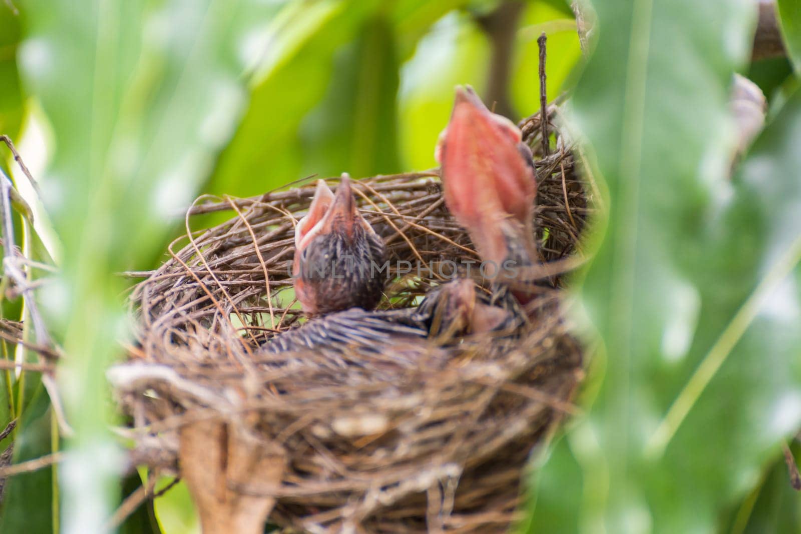 Bird (Streak-eared bulbul, Pycnonotus blanfordi) brown color perched in bird nest with baby bird on a tree in a nature wild
