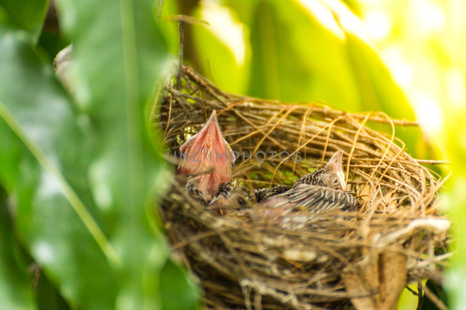 Bird (Streak-eared bulbul, Pycnonotus blanfordi) brown color perched in bird nest with baby bird on a tree in a nature wild