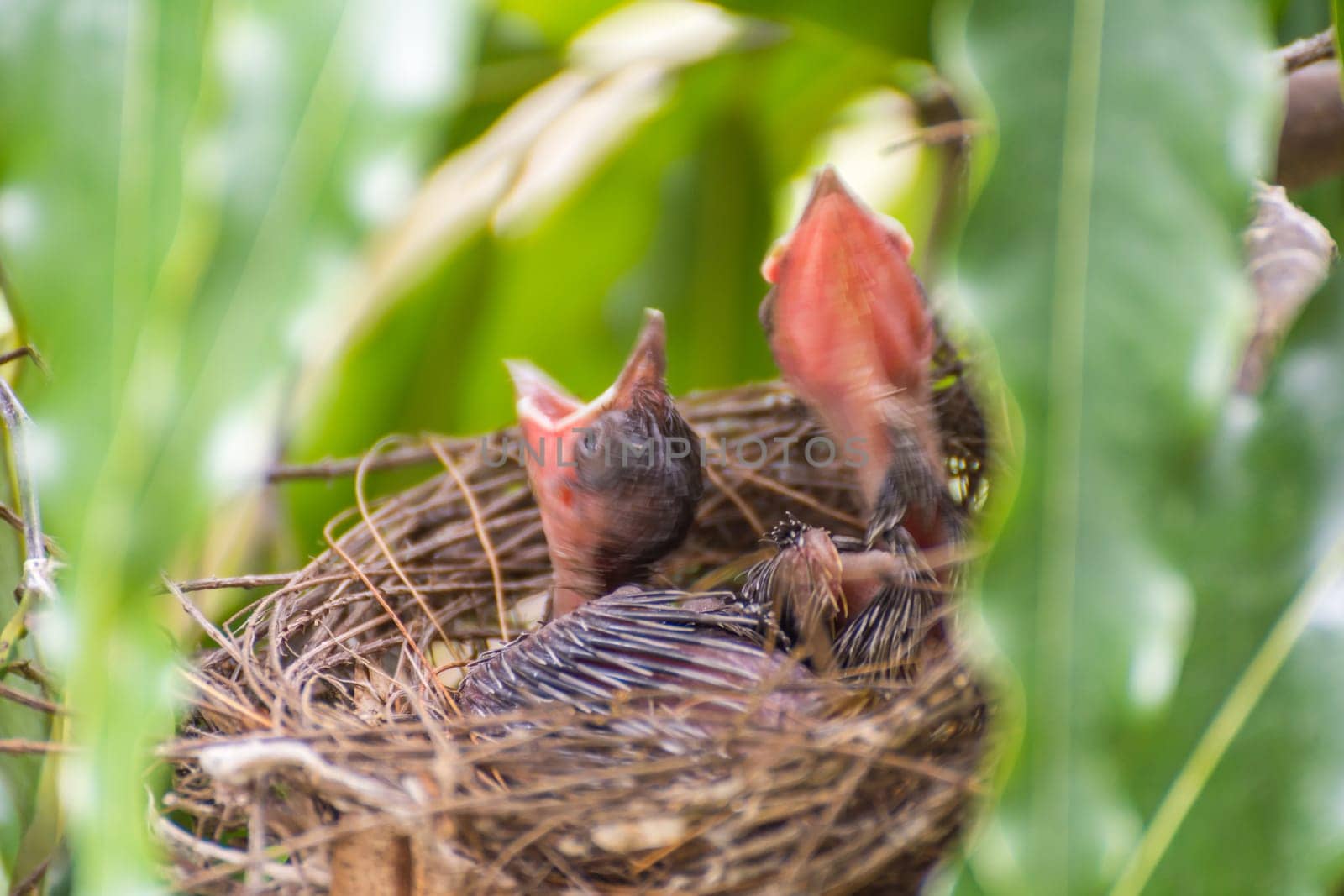 Bird (Streak-eared bulbul, Pycnonotus blanfordi) brown color perched in bird nest with baby bird on a tree in a nature wild