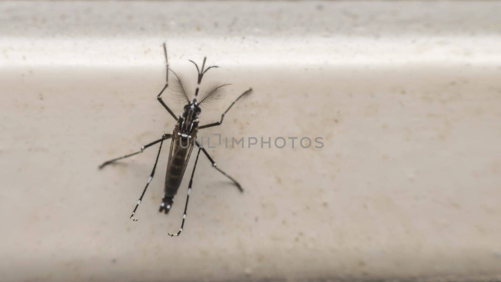 Macro of mosquito (Aedes aegypti) after sucking blood. Mosquito is carrier of Malaria; Encephalitis; Dengue and Zika virus