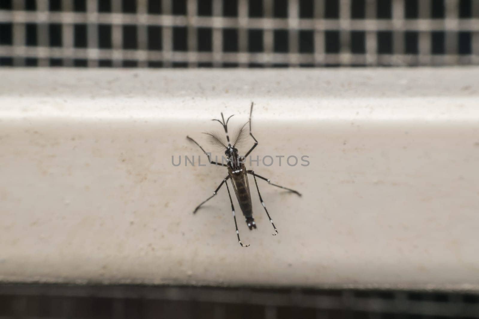 Macro of mosquito (Aedes aegypti) after sucking blood. Mosquito is carrier of Malaria; Encephalitis; Dengue and Zika virus