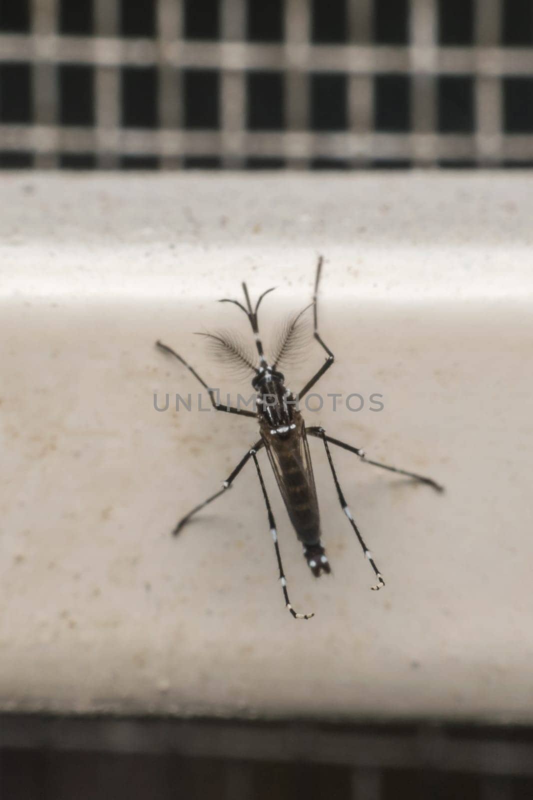 Macro of mosquito (Aedes aegypti) after sucking blood. Mosquito is carrier of Malaria; Encephalitis; Dengue and Zika virus