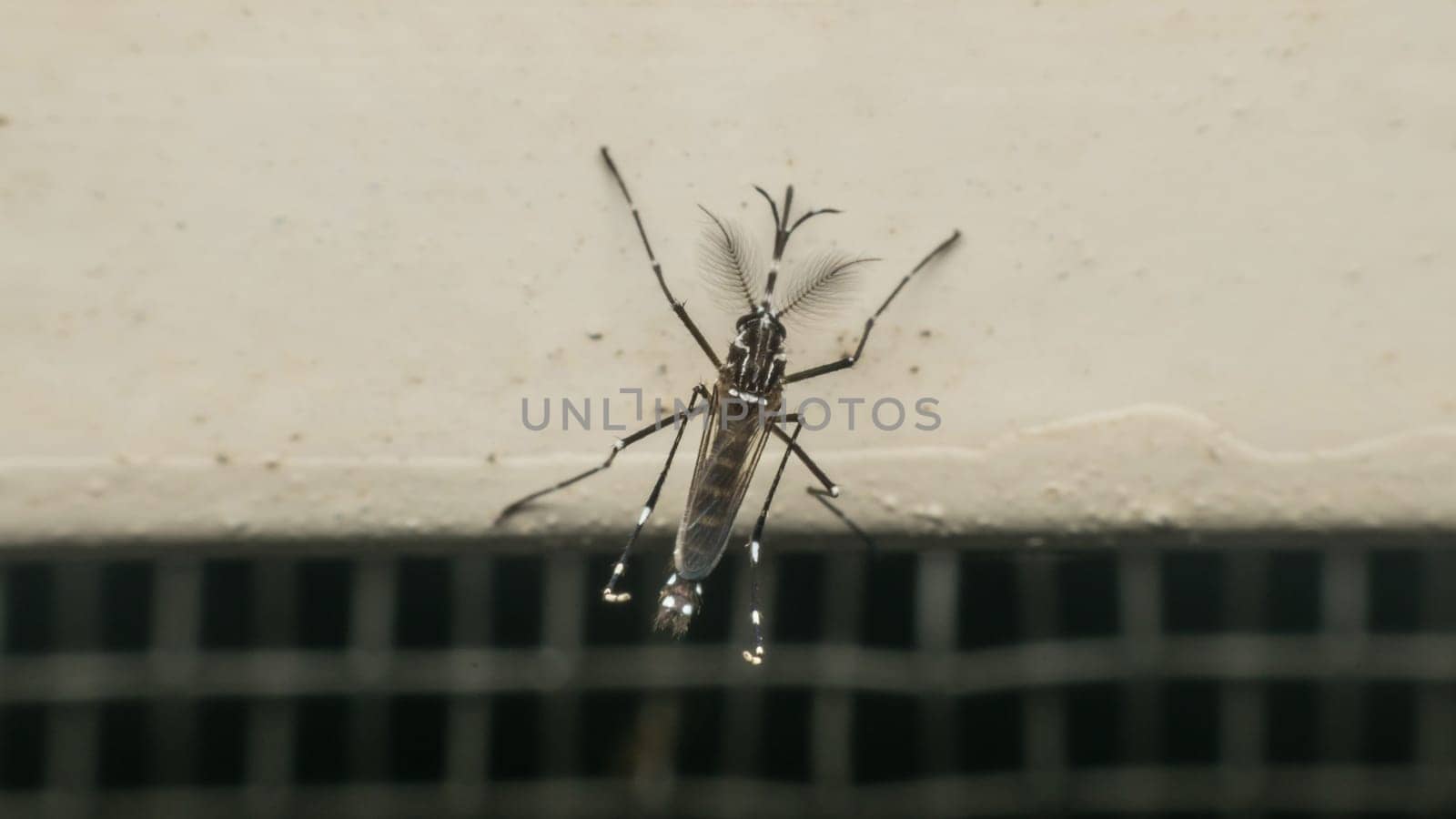 Macro of mosquito (Aedes aegypti) after sucking blood. Mosquito is carrier of Malaria; Encephalitis; Dengue and Zika virus