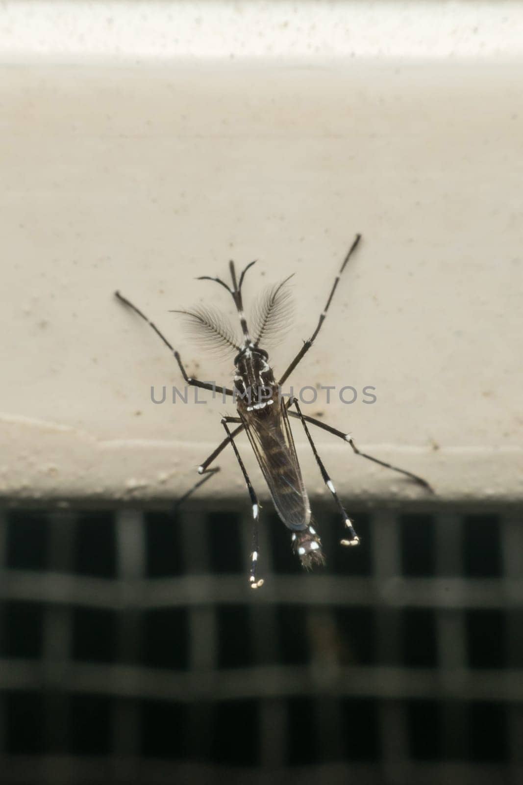Macro of mosquito (Aedes aegypti) after sucking blood. Mosquito is carrier of Malaria; Encephalitis; Dengue and Zika virus