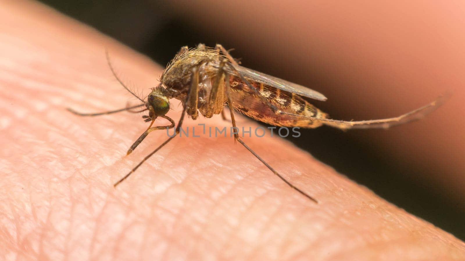 Macro of mosquito (Aedes aegypti) sucking blood close up on the human skin. Mosquito is carrier of Malaria; Encephalitis; Dengue and Zika virus