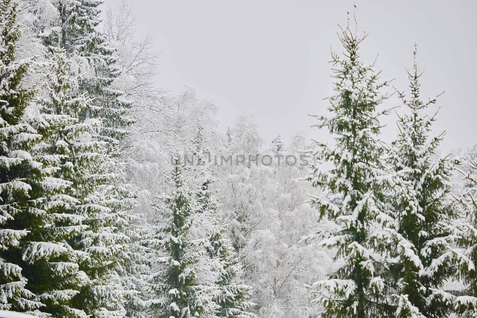 The heavy snowfall in a wild park, winter fairy tale in the forest, snow-covered tree branches, large flakes of snow are slowly falling, nobody, snow storm, blizzard. High quality photo