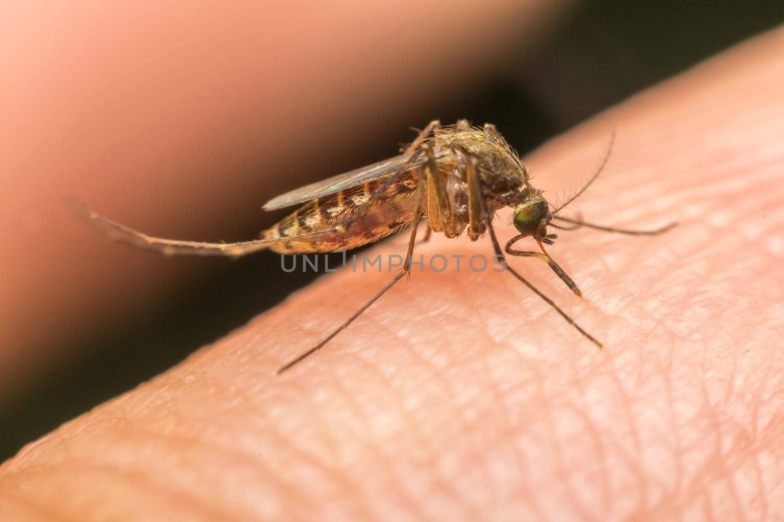 Macro of mosquito (Aedes aegypti) sucking blood close up on the human skin. Mosquito is carrier of Malaria; Encephalitis; Dengue and Zika virus