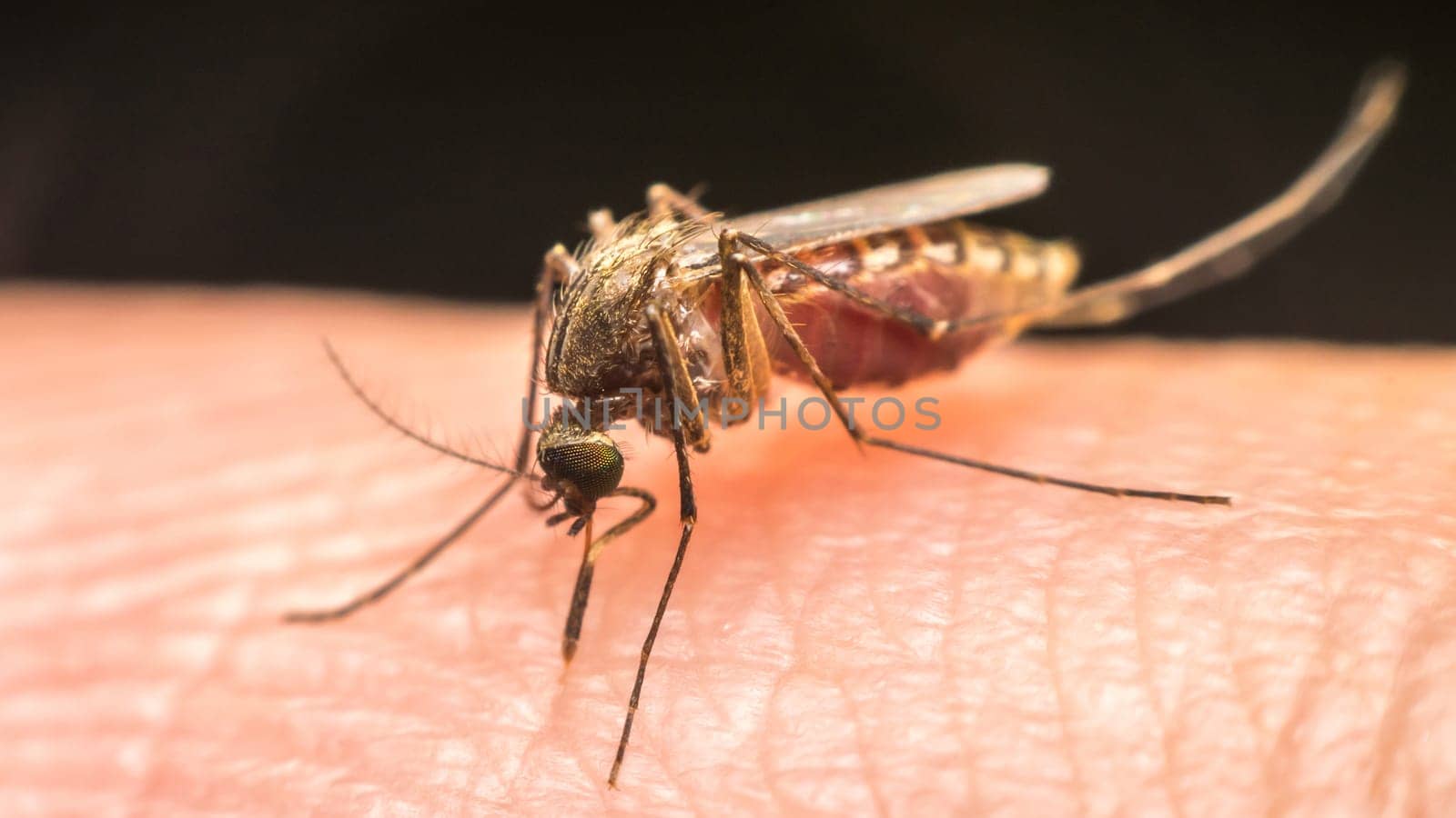 Macro of mosquito (Aedes aegypti) sucking blood close up on the human skin. Mosquito is carrier of Malaria, Encephalitis, Dengue and Zika virus