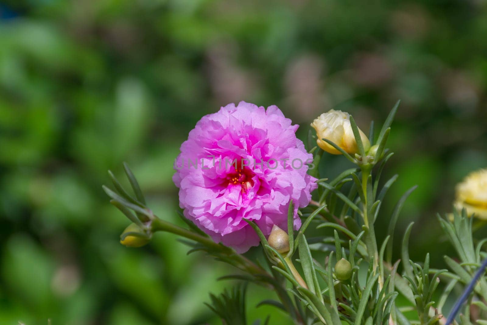 Flower (Portulaca, Moss Rose, Sun plant, Sun Rose Flower) pink color, Naturally beautiful flowers in the garden