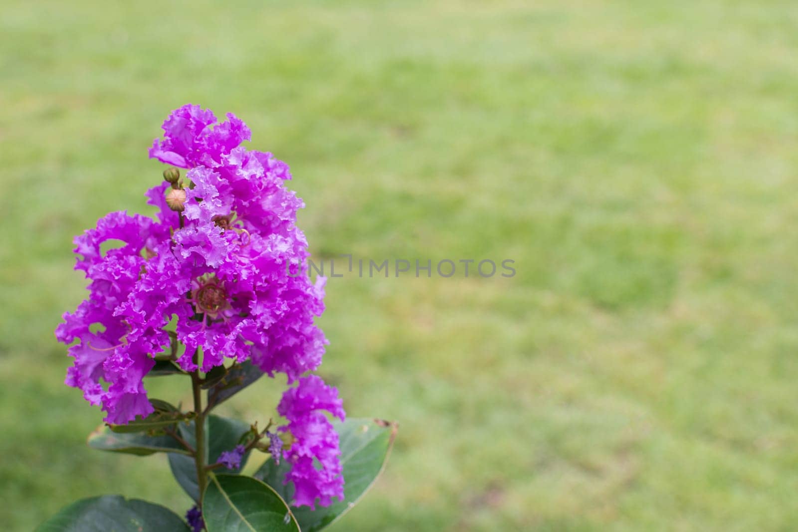 Flower (Lagerstroemia, Crape myrtle, Crepe myrtle, Muang Saa-ree) purple, violet and pink color, Naturally beautiful flowers in the garden